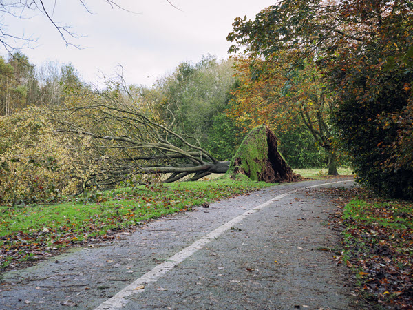 Uprooted tree blocking a forest trail.